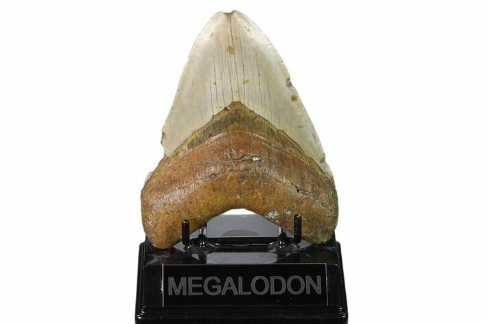 Fossil Megalodon Tooth - North Carolina #160989